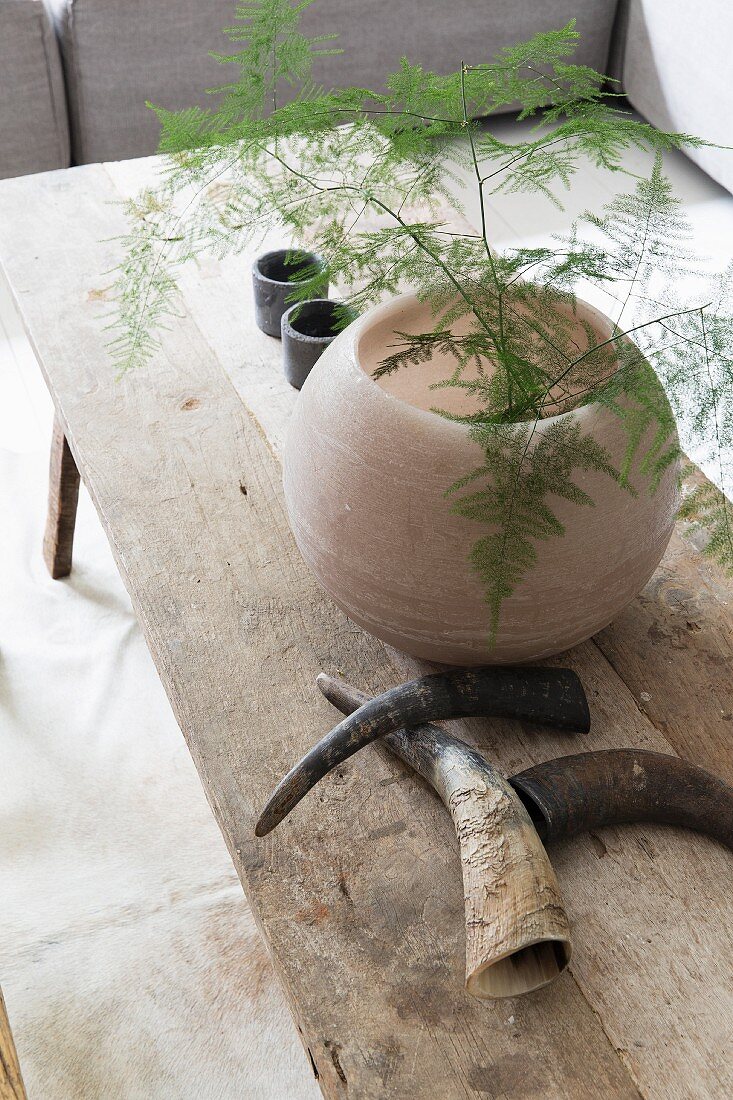 Asparagus fern (Asparagus setaceus) in spherical vase next to animal horns on rustic wooden table