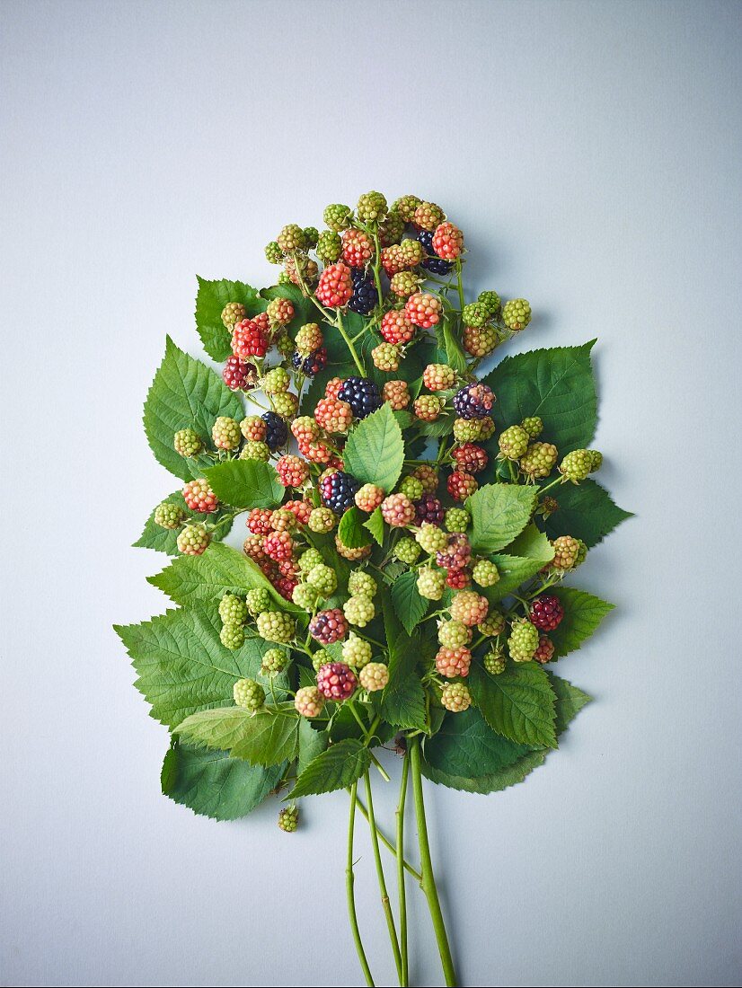 Sprigs of ripe and unripe wild blackberries