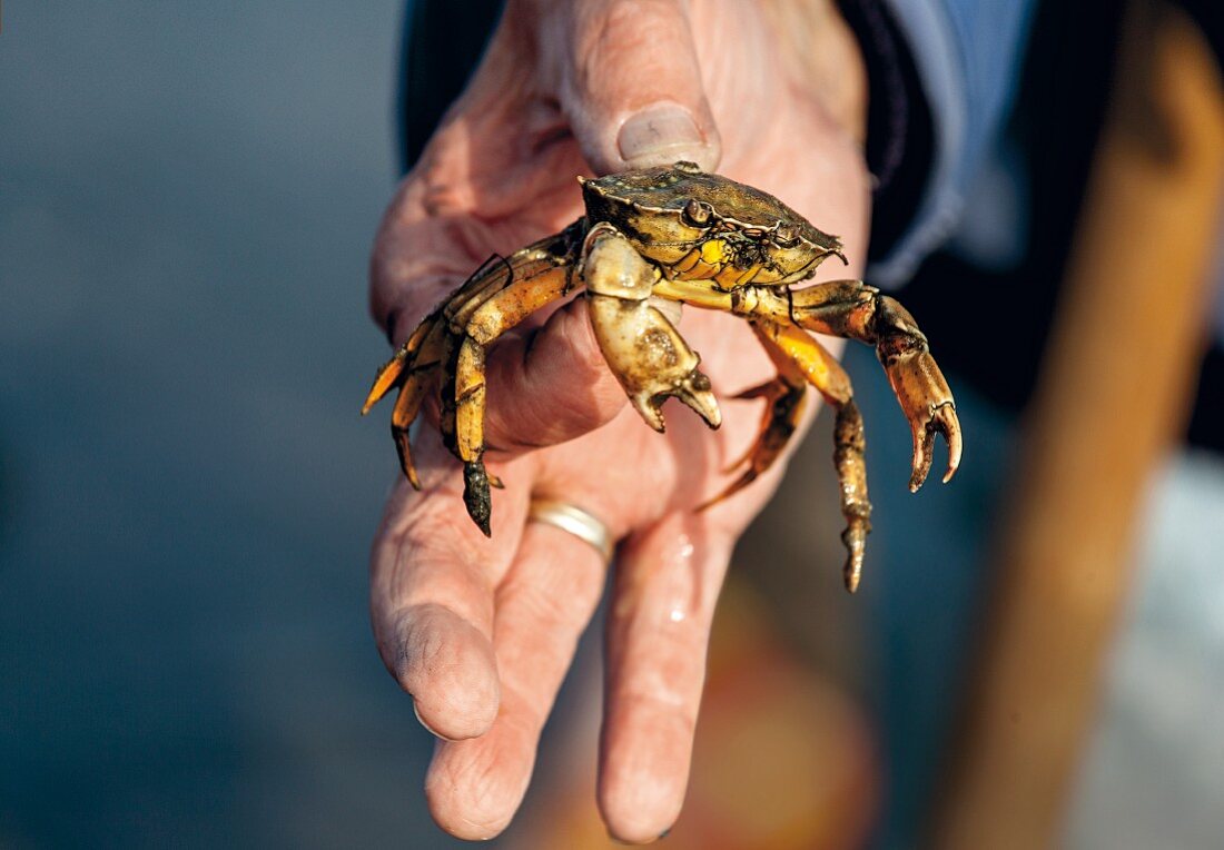 A Wadden Sea guide holding a small crab, Sylt