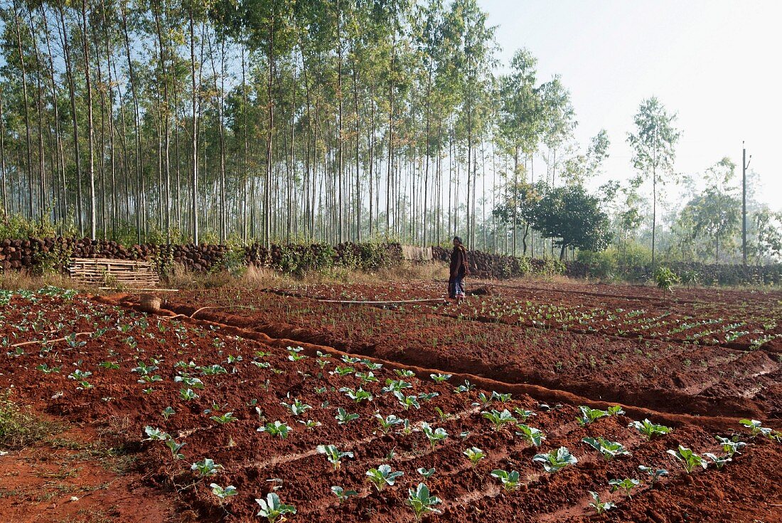 A woman working in a field in Koraput (Odisha, India)