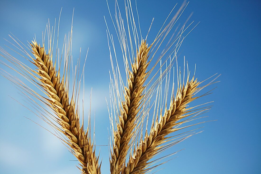 Ears of rye