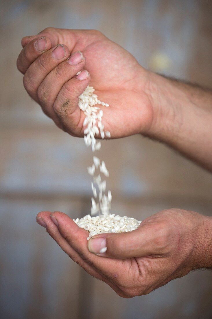 Person lässt Carnaroli-Reis durch die Hände rieseln