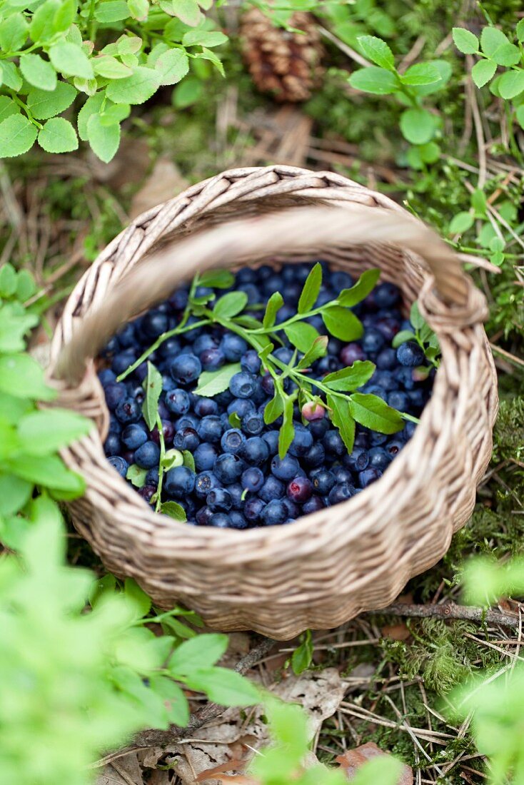 Forest blueberries in a basket