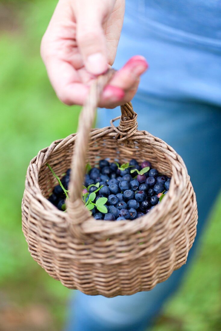 A hand holding a basket of forest blueberries