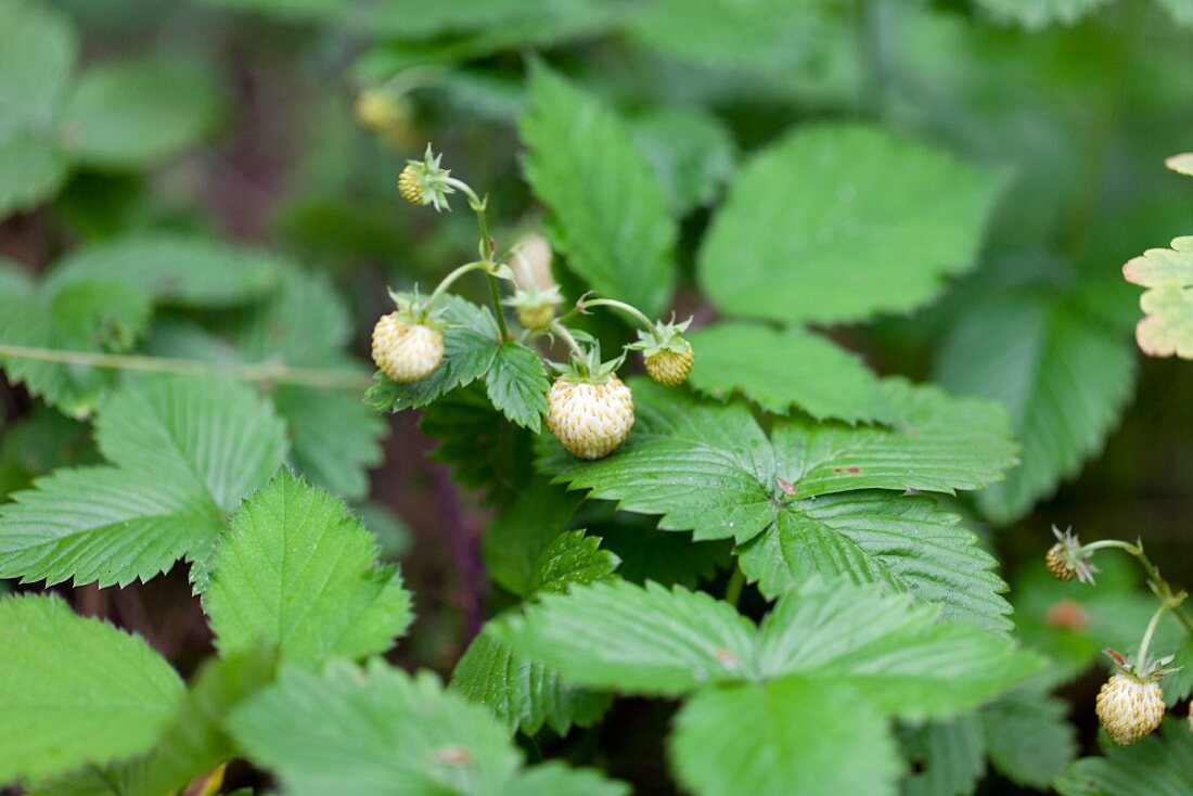 Unripe wild strawberries on a plant