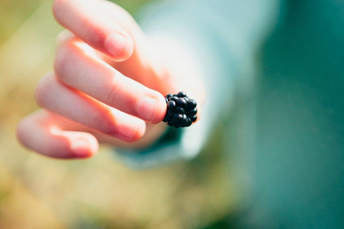 A child holding a blackberry (close-up)