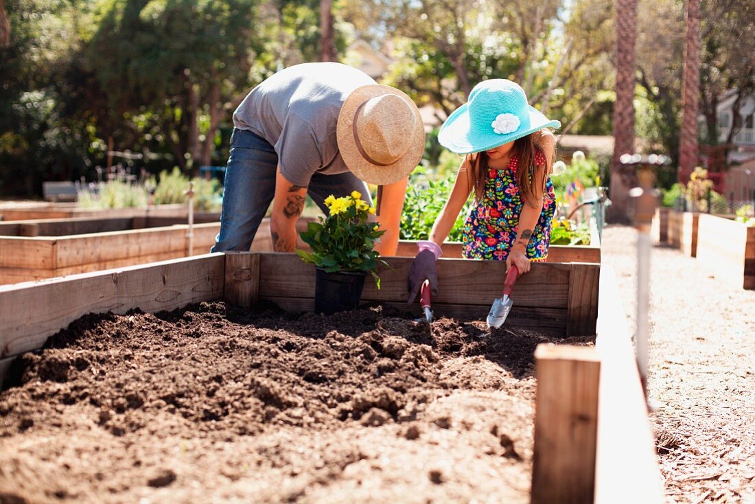 Father and daughter digging in garden