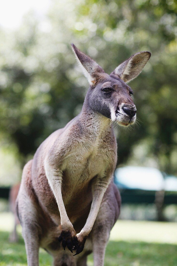 Känguru (Australien)
