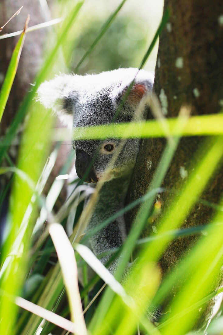 Koala hinter Gras am Baum