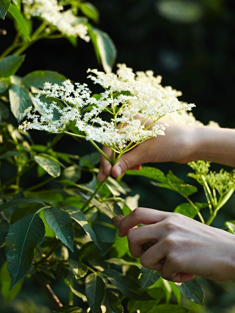 A person cutting elderflowers