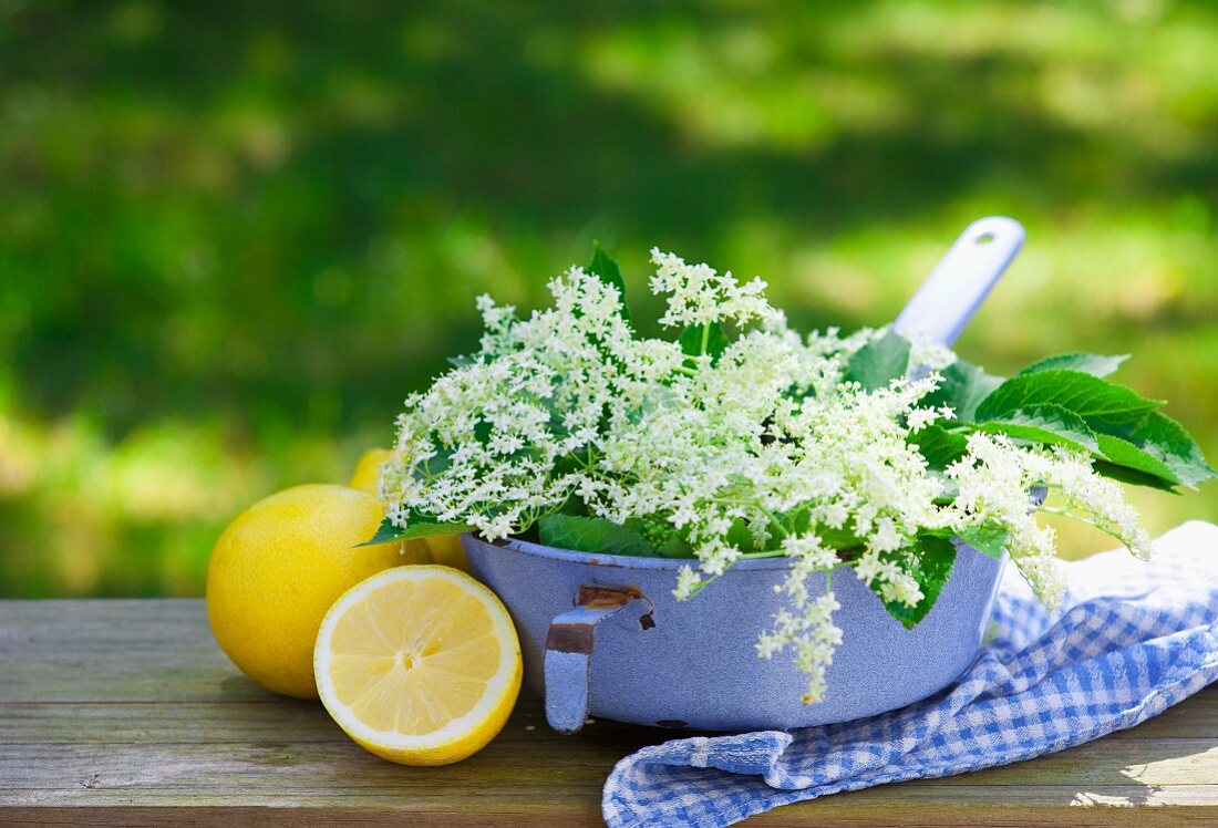 Stillleben mit frischen Zitronen & Holunderblüten auf Tisch im Freien