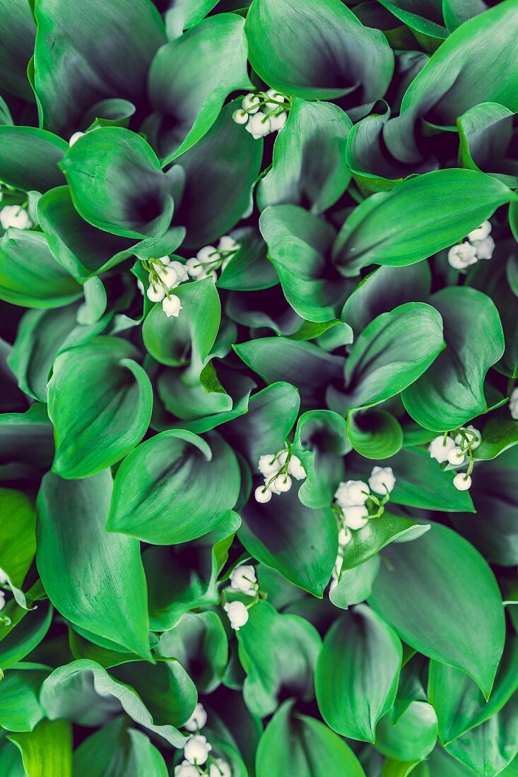 Lily of the valley leaves and flowers