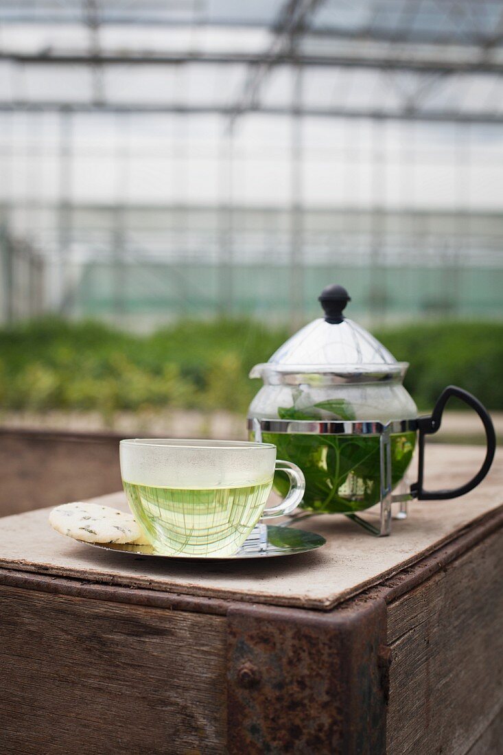 Herb tea in a teapot and a cup on a wooden box in a greenhouse