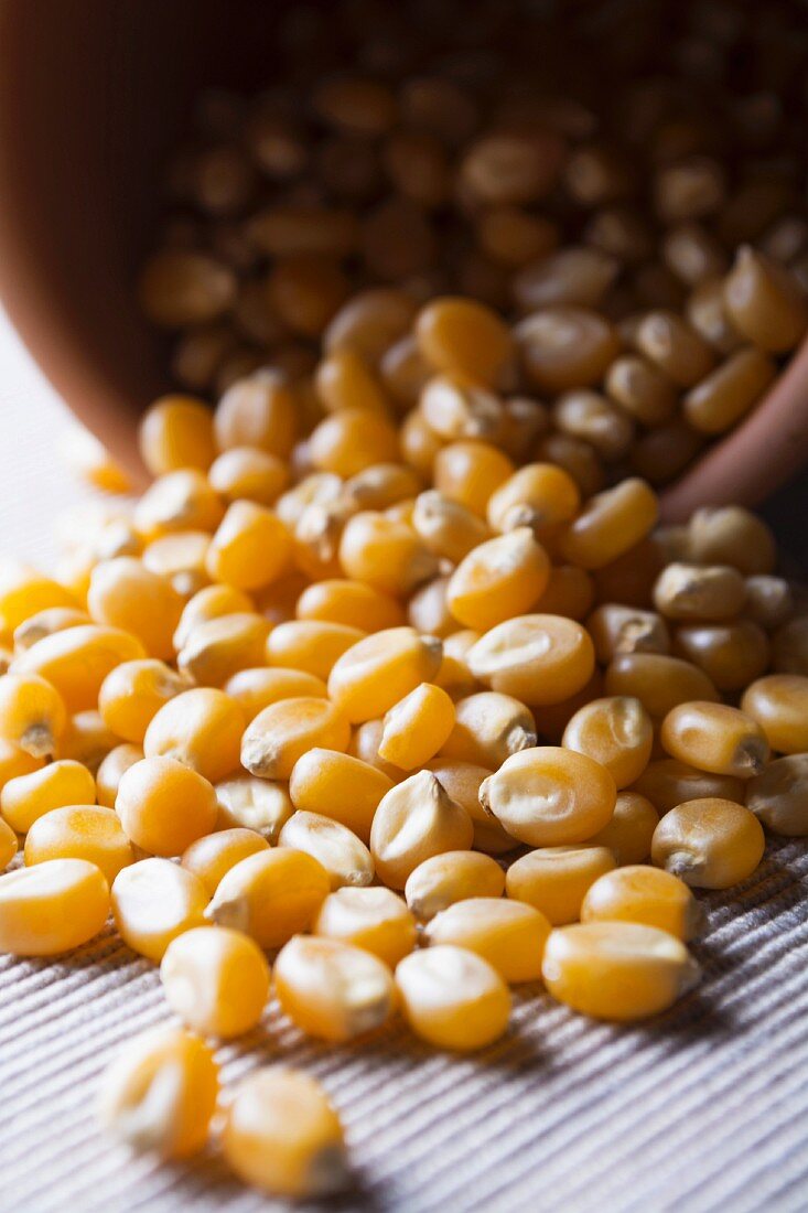 Dried corn kernels on a white surface