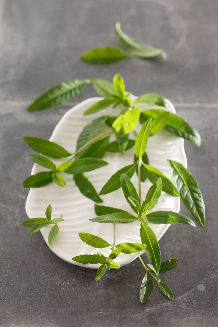 Lemon verbena