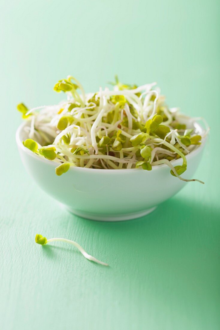 Radish sprouts in a white bowl