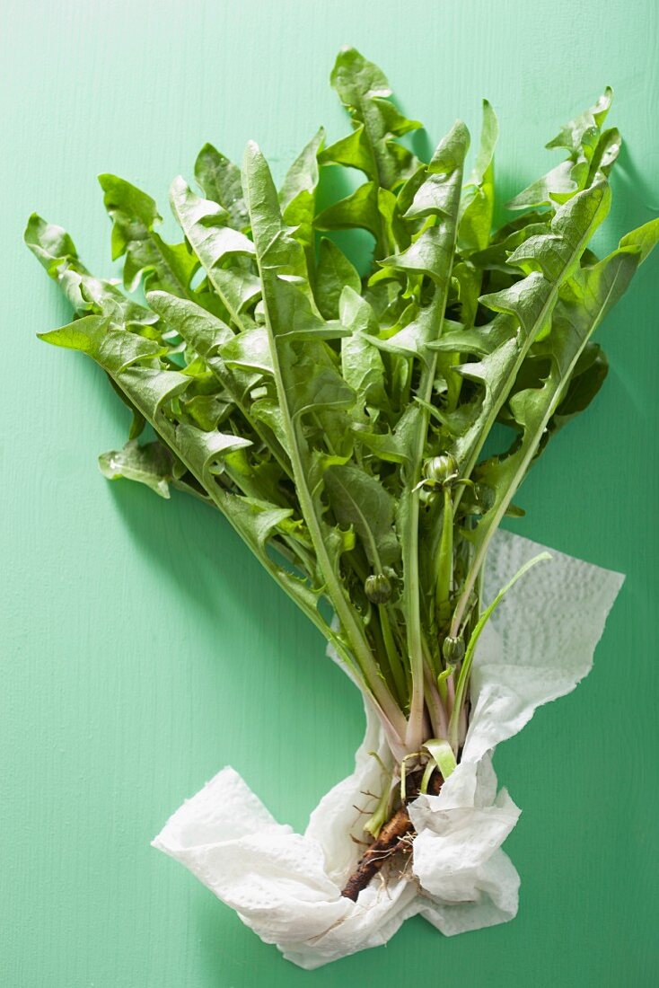 Dandelion leaves on a green surface