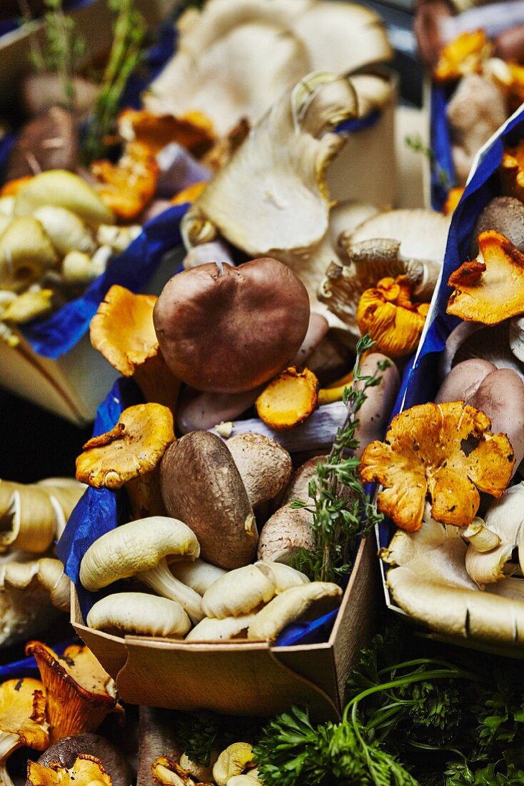 Assorted mushrooms in wooden baskets with blue paper