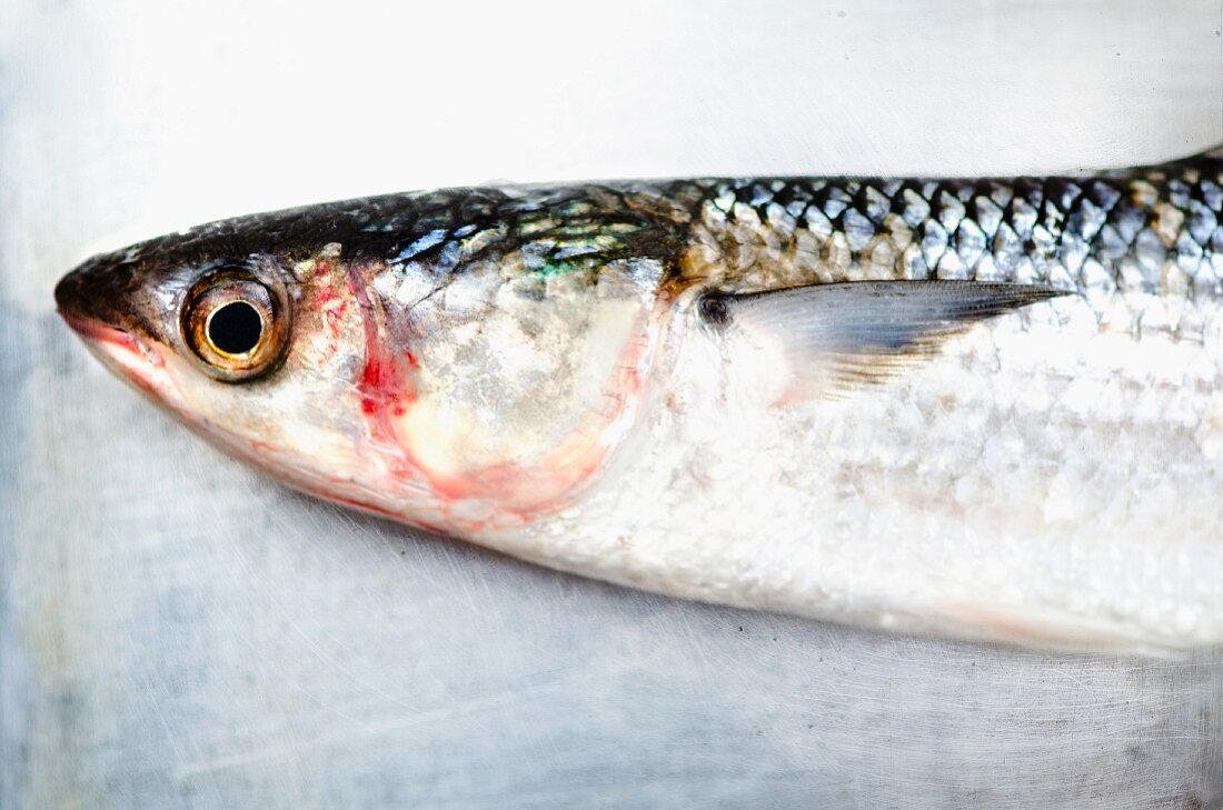 A grey mullet head on a metal surface