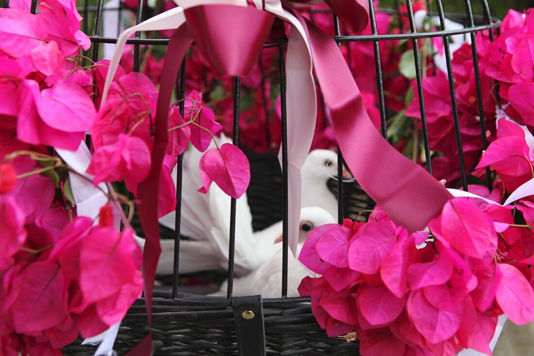 White doves in cage decorated with bougainvillea for wedding celebration