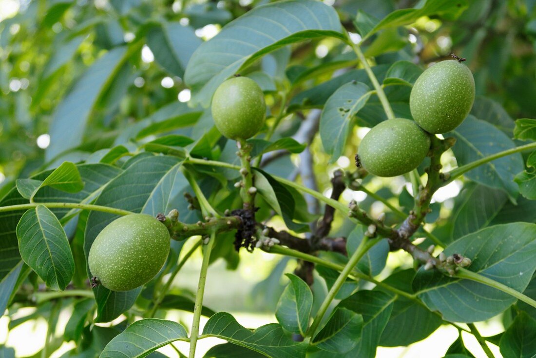 Walnüsse am Baum