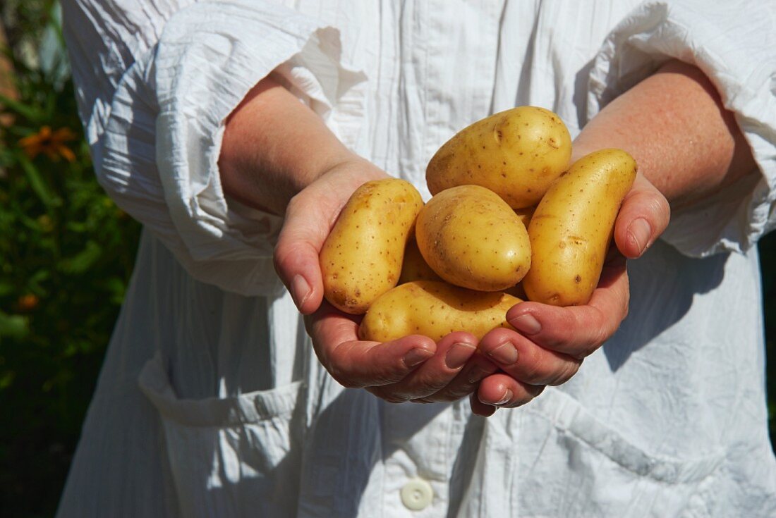 Hände halten Kartoffeln