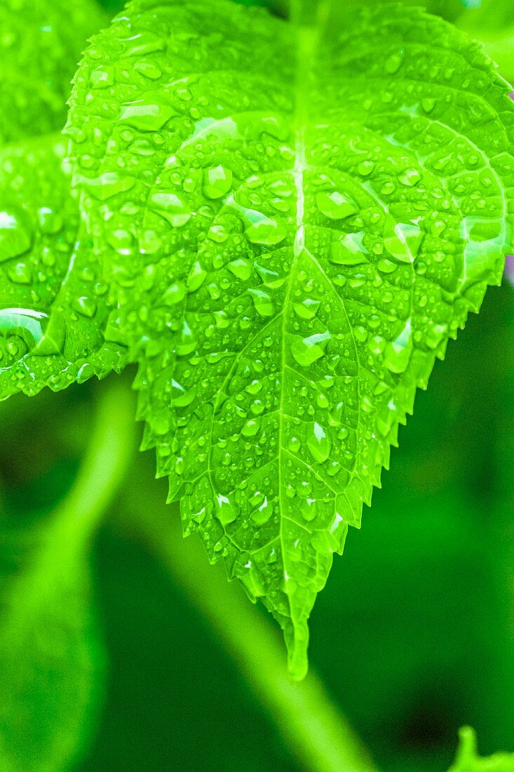 Water droplets on green leaf