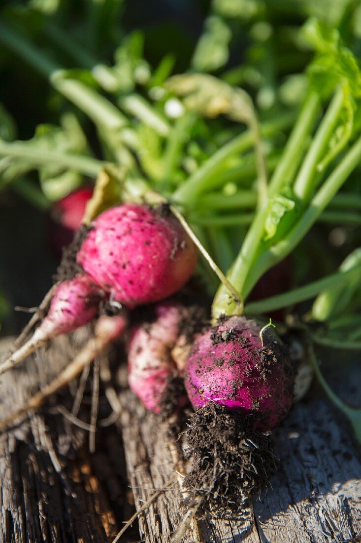 Frische Gartenradieschen auf rustikalem Holzbrett