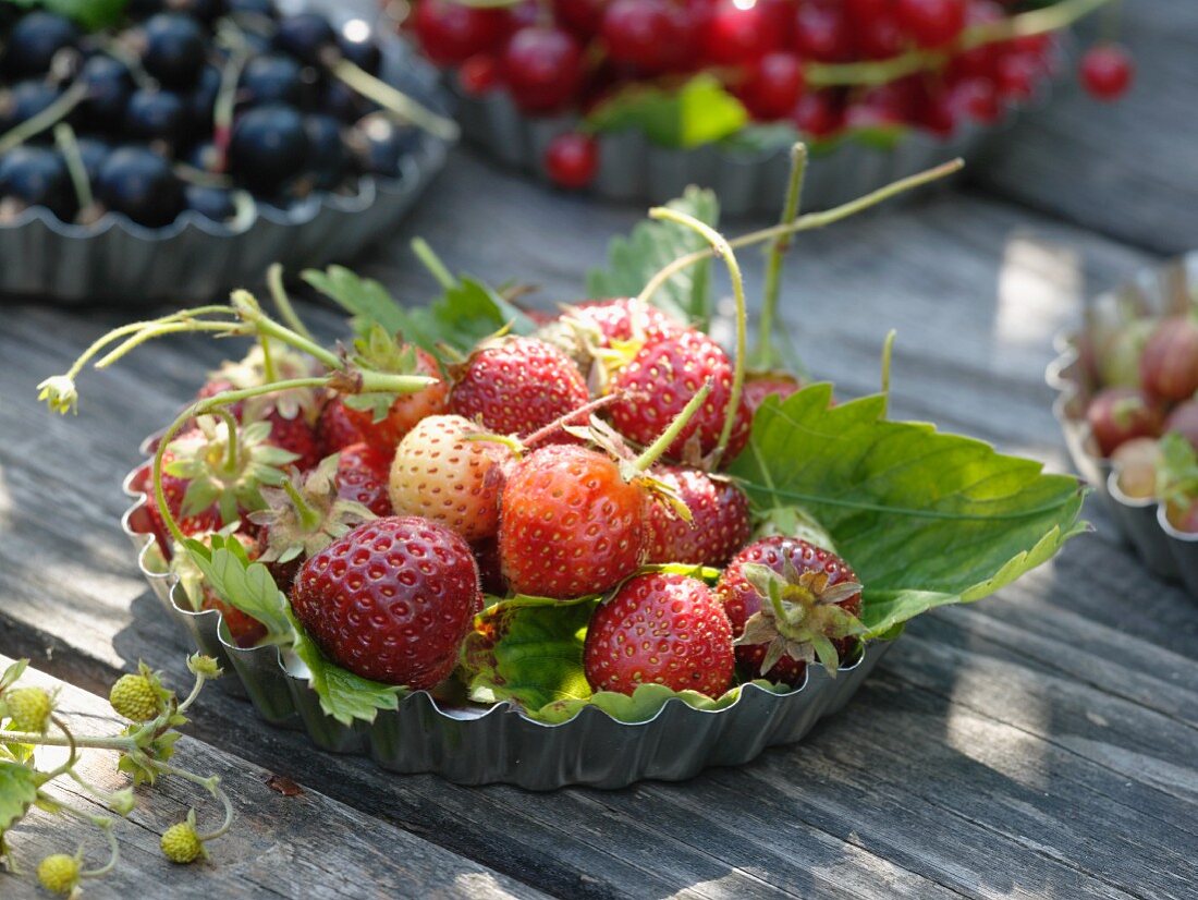 Freshly picked strawberries in flan tin