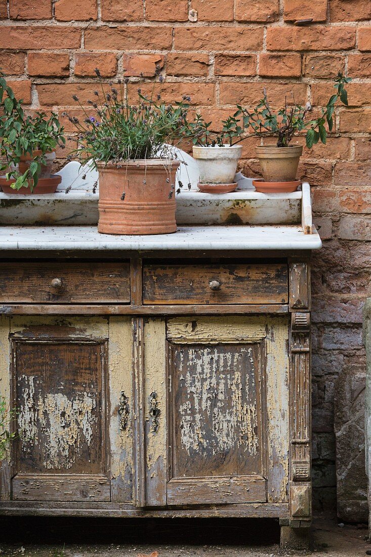 Various potted herbs on rustic cabinet