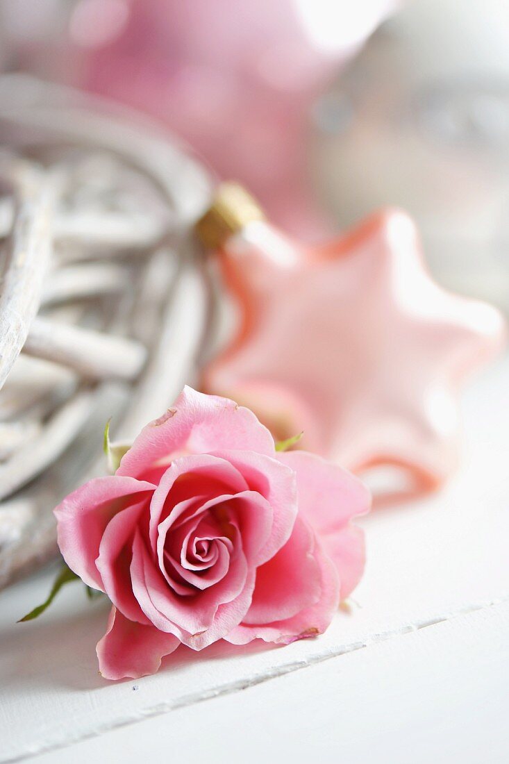 Rosa Rosenblüte; im Hintergrund verschwommen ein weihnachtlicher Sternanhänger