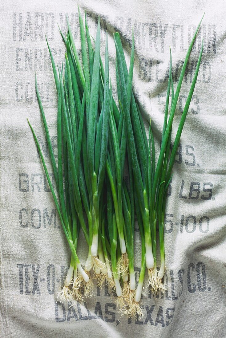 Spring onions on a light linen surface