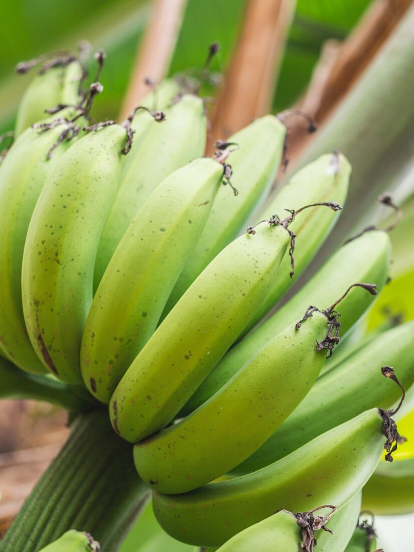 Green bananas growing in Tanzania, Africa (close-up)