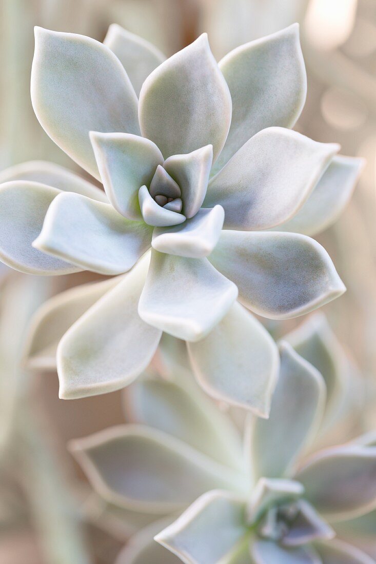 Detail of succulent seen from above