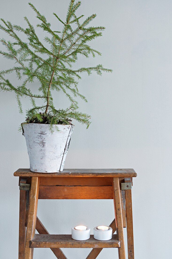 Christmas arrangement of small conifer tree in birch-bark pot and tealights on vintage stepladder