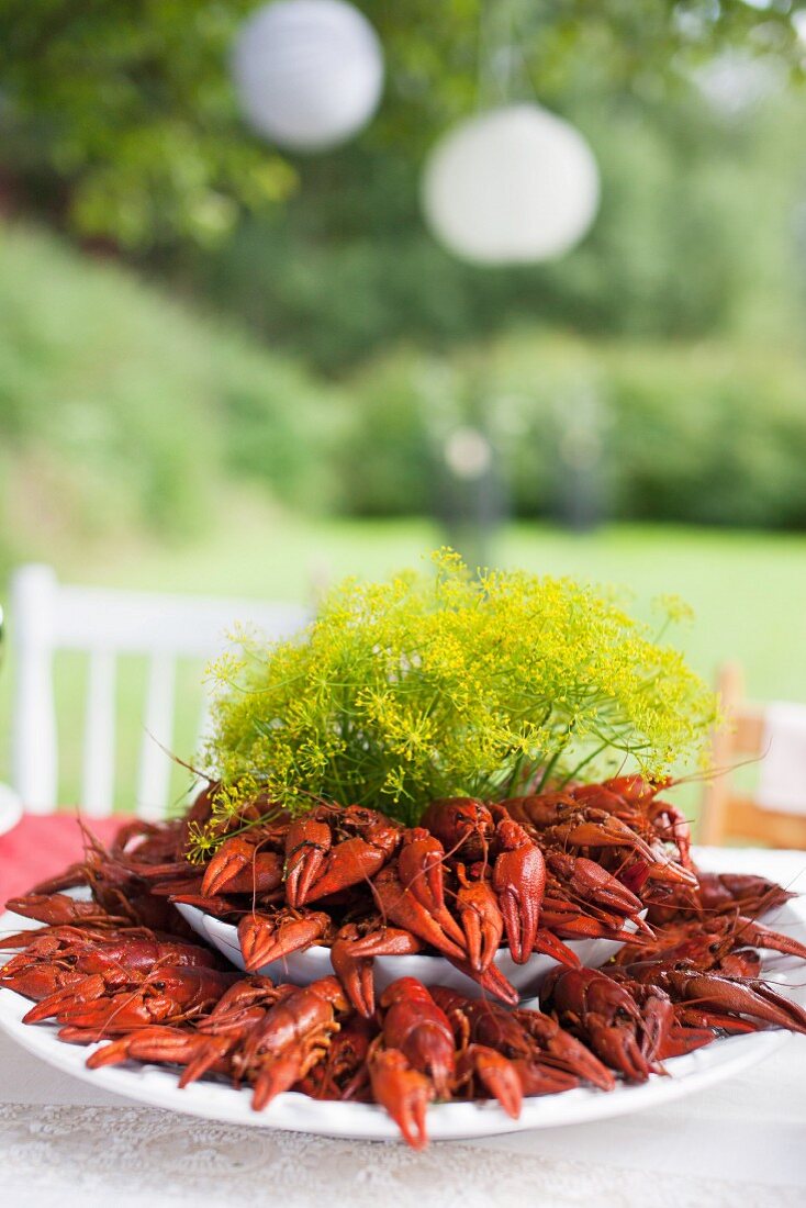 Crayfish in white dishes decorated with bunch of dill on garden table for crayfish festival