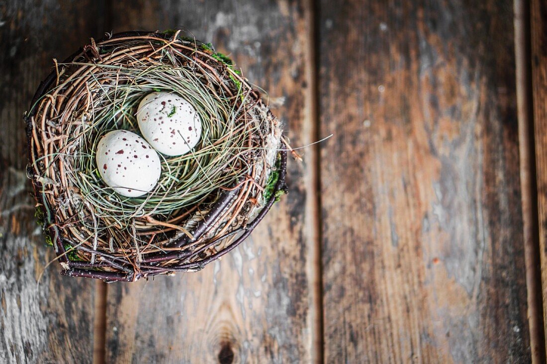 Quail's eggs in bird's nest on rustic wooden surface