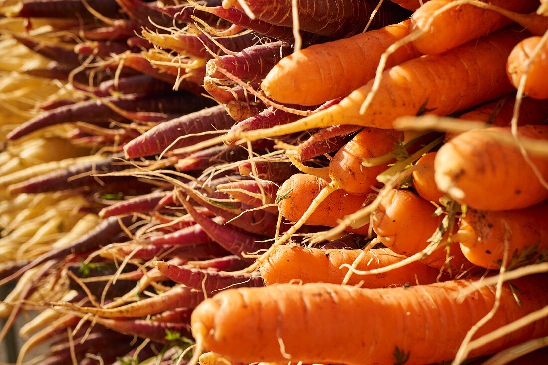 Stapel von frischen Karotten am Union Square Greenmarket, NYC, USA