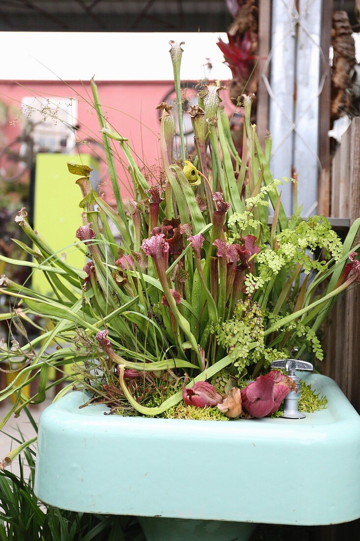 Fleischfressender Pflanze Sarracenia, in ehemaligem Waschbecken als Pflanzenbehälter