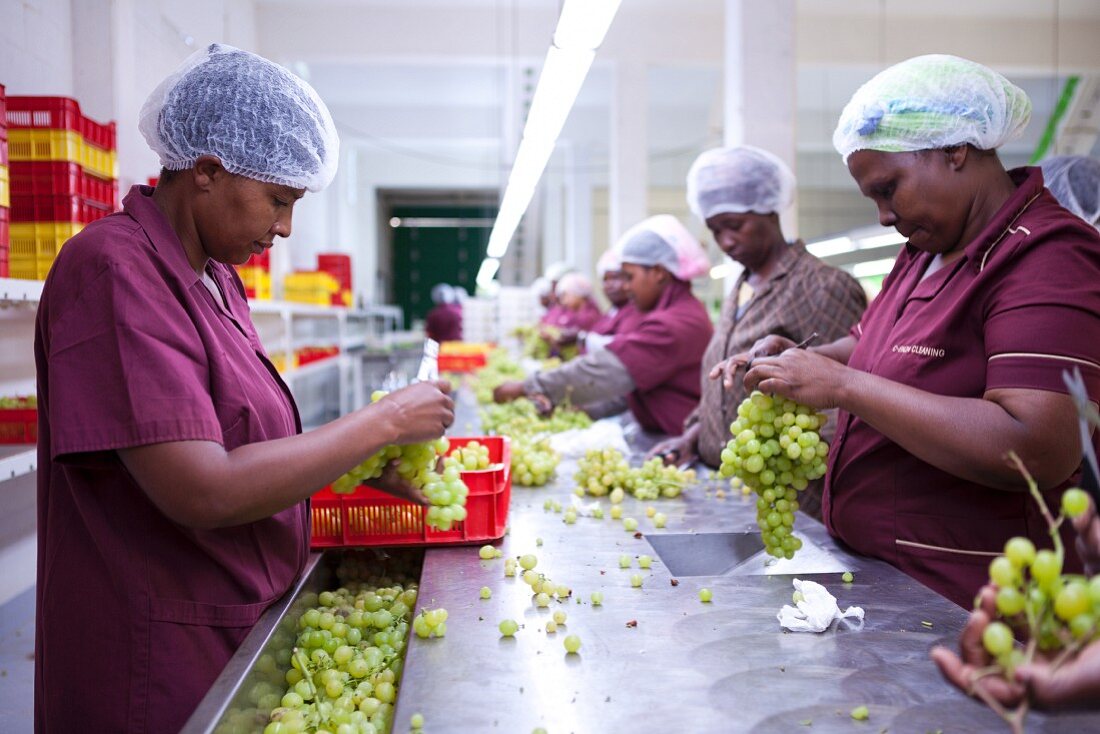 Workers preparing grapes for packaging