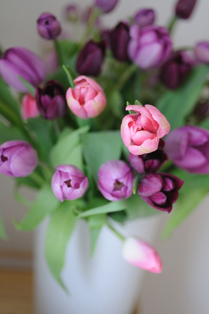 Tulpenstrauss in Violett und Rosa