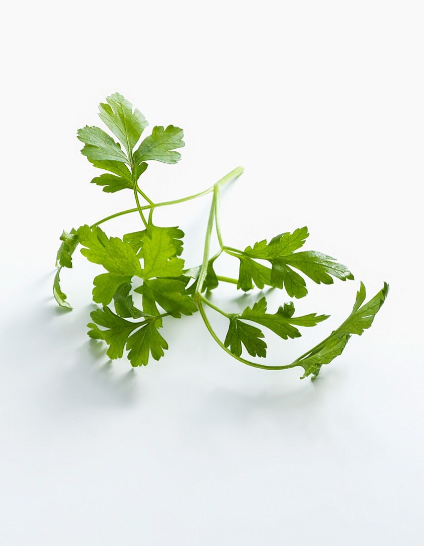 Flat leaf parsley on a white surface