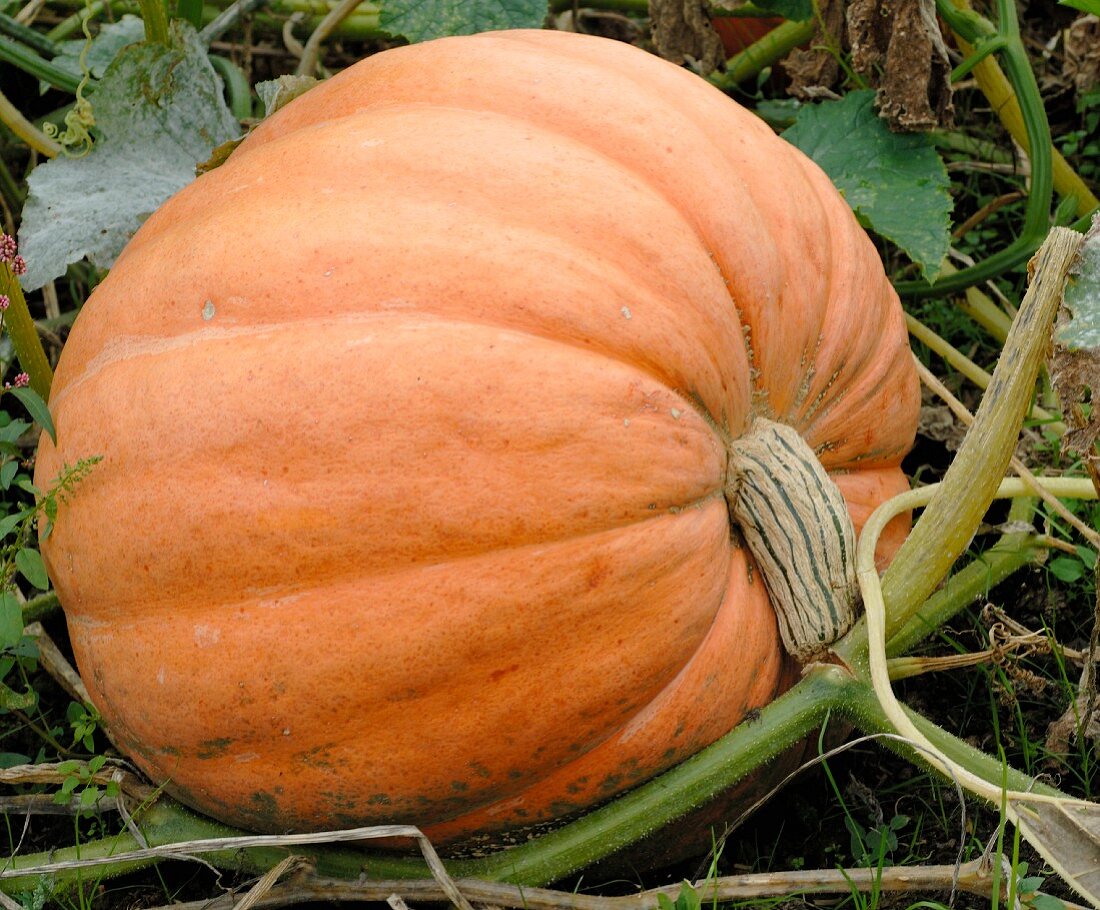 Pumpkin in a Field