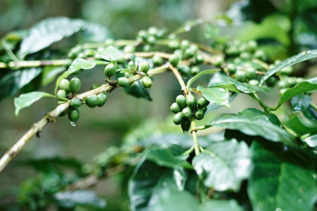 A coffee plant (seen from above)