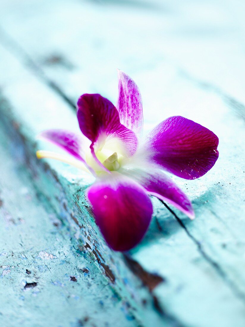 An orchid on blue wood