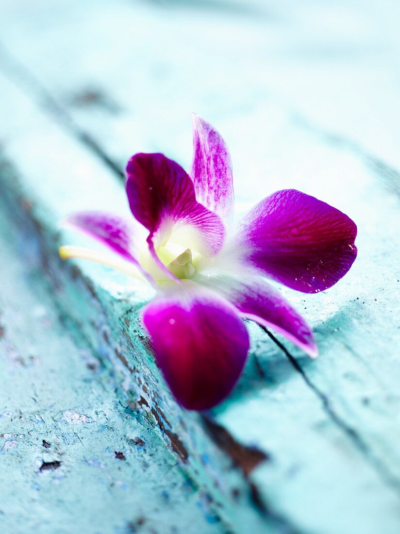 Orchidee auf blauem Holz