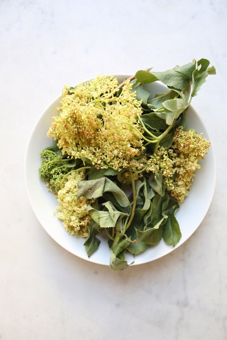 A sprig of wilted elderflowers and leaves on a plate (seen from above)