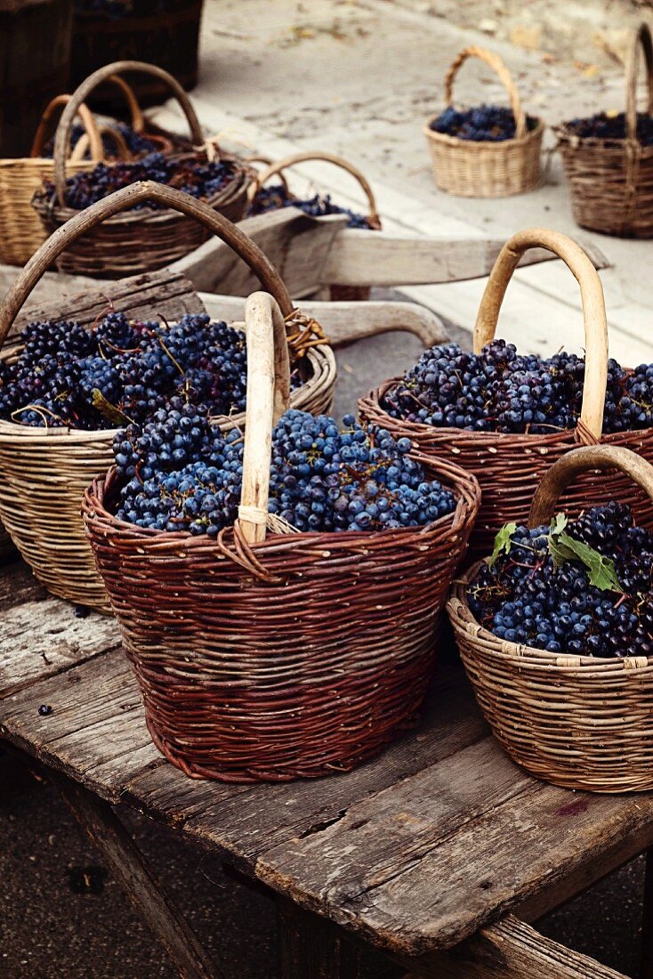 Freshly harvested red grapes in wicker baskets