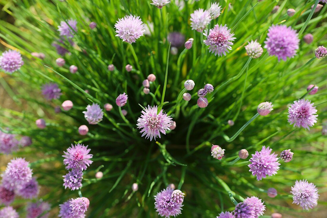 Flowering chives in a garden (seen from above)