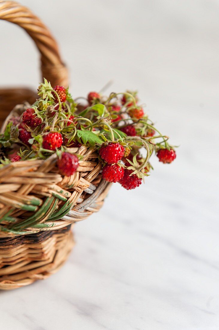 Wild strawberries on sprigs in a wicker basket